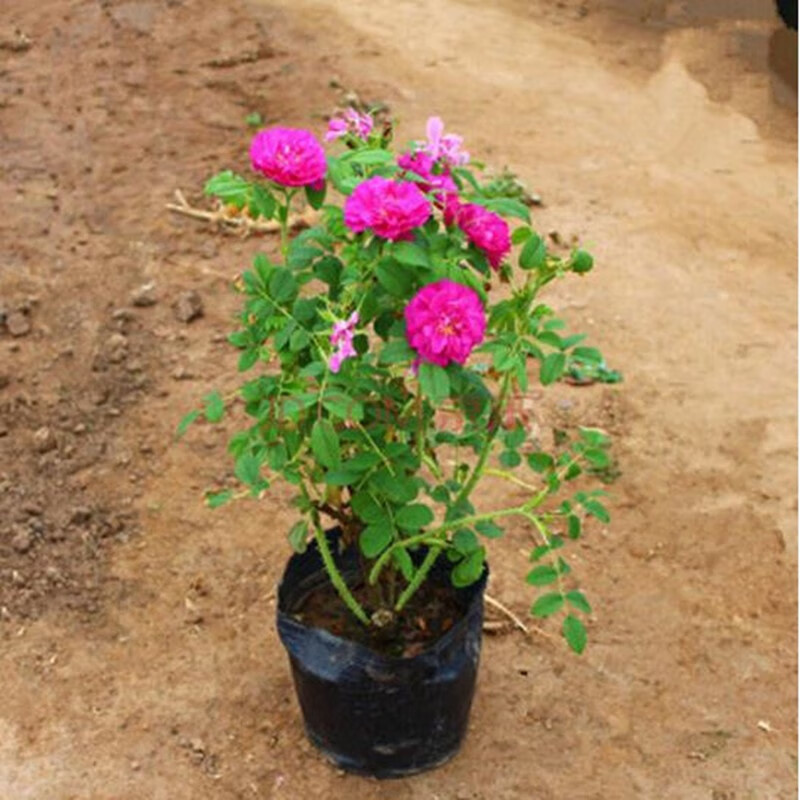 意轩食用玫瑰花苗 大马士革玫瑰苗 可做玫瑰茶 可沐浴 可做玫瑰汤圆 2