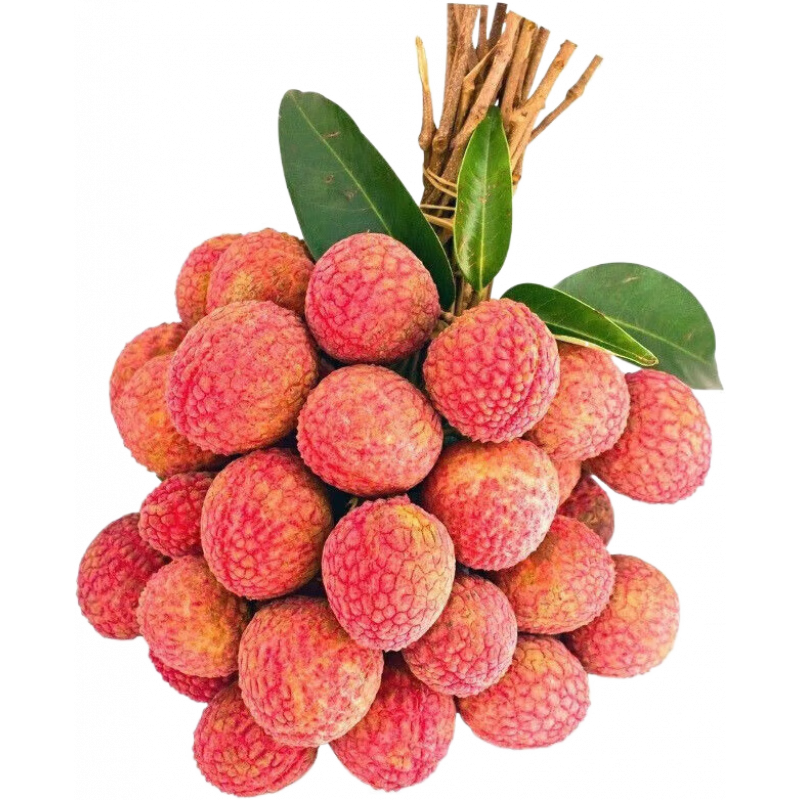 ڲȹ߹㶫Ŵ֦˳/JDشմ֦ˮժַ 2.5-3 װ54.8Ԫ