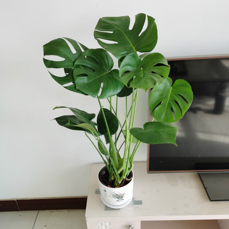 龟背竹大型盆栽绿植客厅办公室清新空气四季常青大叶喜水植物 龟背竹