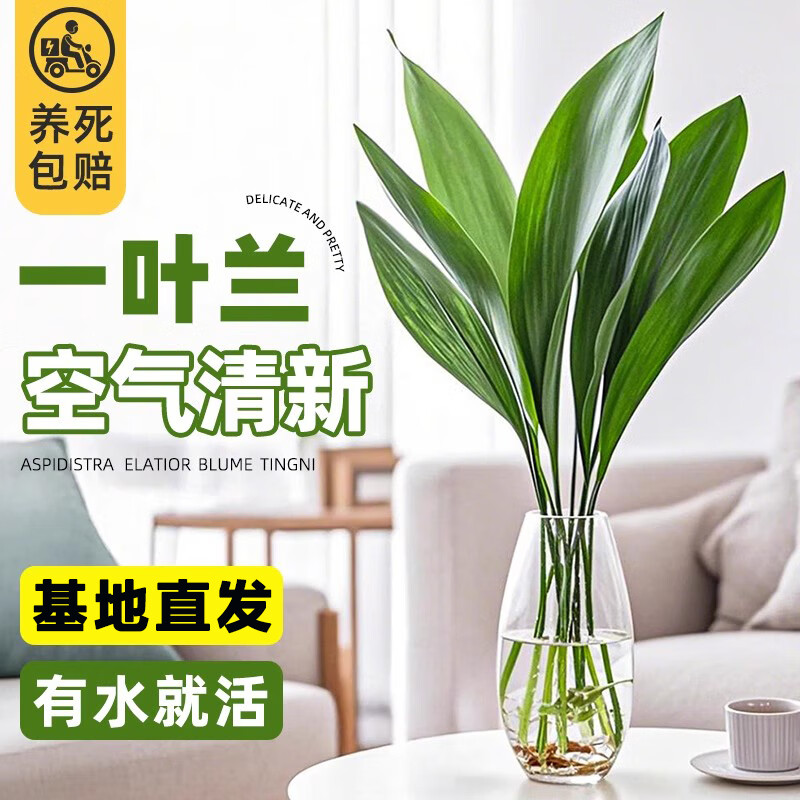 ��ʱ�� ˮ��һҶ����ֲ�������� �ļ������������ˮ��ֲ������������� ˮ��һҶ��50-60����4�á�����ƿ��+���ʼ�