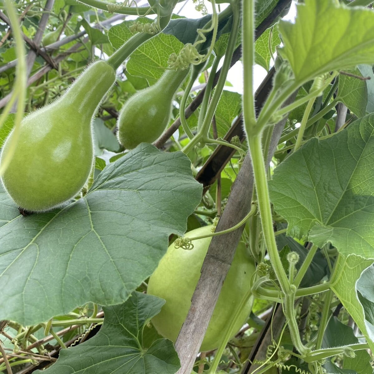 云南新鲜葫芦瓜瓢瓜食用菜葫芦甜葫芦时令蔬菜嫩圆葫芦梁河特产 1斤新鲜葫芦瓜可以炒菜炖肉