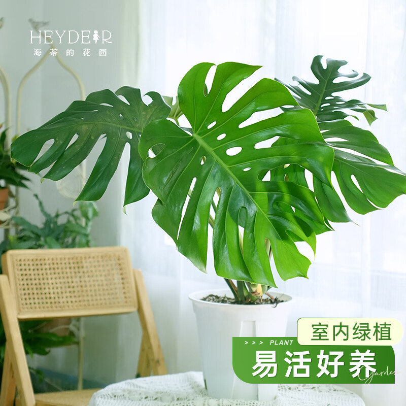 海蒂的花园旗舰店龟背竹客厅大盆栽办公室绿植室内盆栽龟背竹老桩源头直发 龟背竹15cm盆 含盆