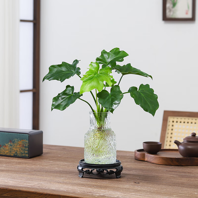 八芽文竹盆栽懒人水培植物客厅室内桌面好养四季好养发财树绿植吸甲醛 春羽-波浪瓶-密胺托盘 含盆