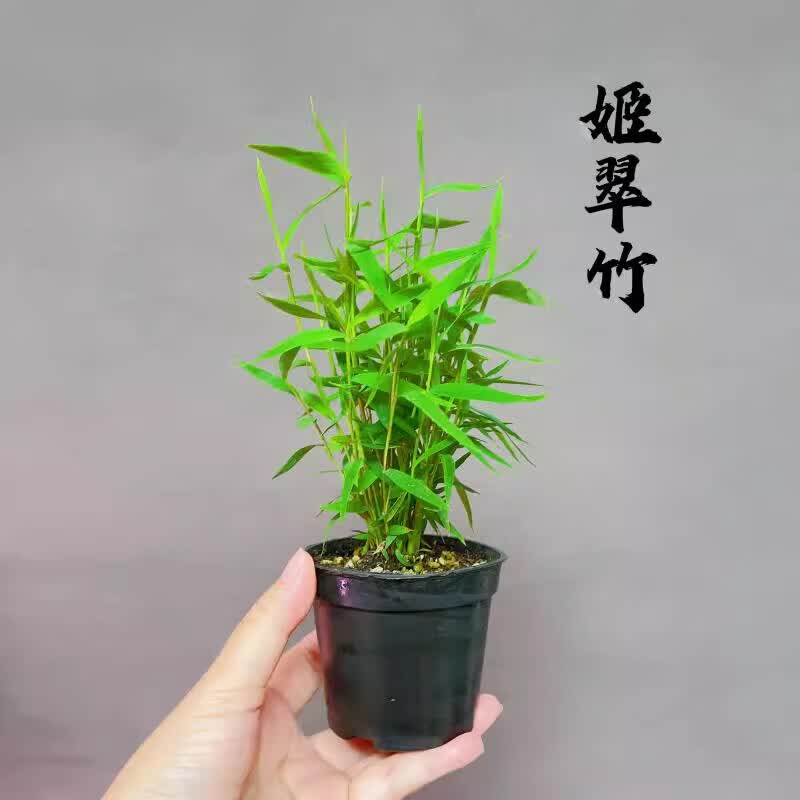 ldvep屋久岛小竹子米竹 姬竹 姬翠竹红寒竹红观音竹玉山竹四国矮竹