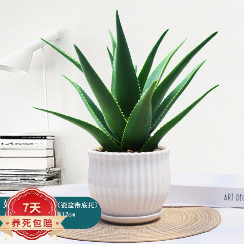 «����������ֲ��칫����ֲ«������z9 ��������ư״�������«�� ԭ��Ϊһ������