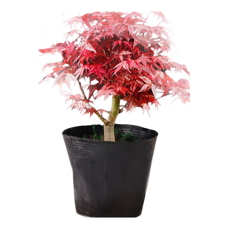 ձմֲļۺ輧ͥԺ׻ ԭԼ20-30cm 17.9Ԫ