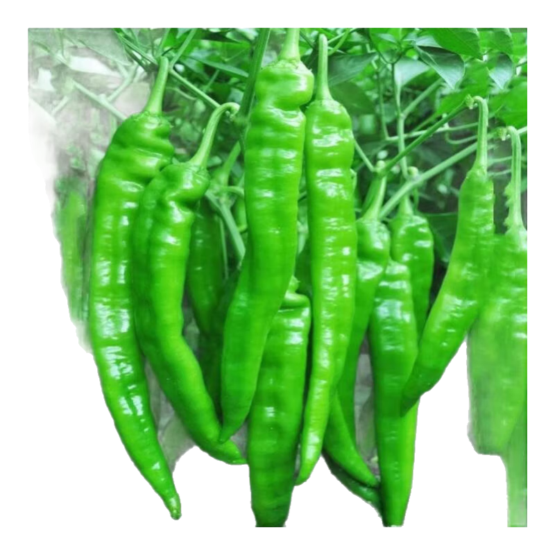 ��ǽ����Ѹ߲����������ǽ���������̨ͥԺ������ֲ�߲����� ��ǽ����� 1��Լ300��