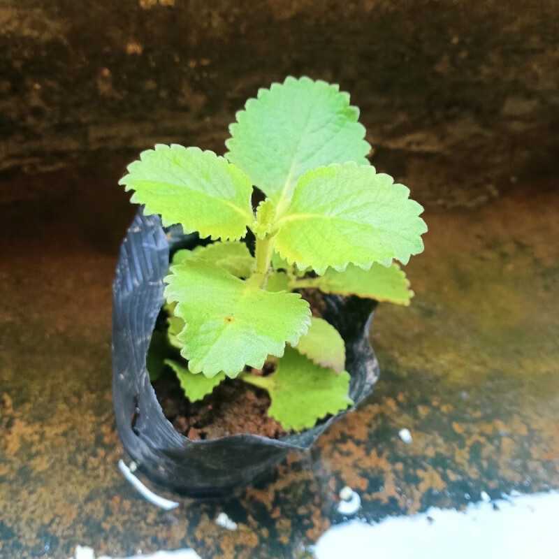 洋薄荷苗大叶左手香碰碰香一抹香盆栽绿植还魂草排香草印度广藿香
