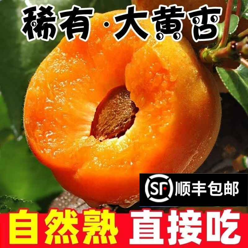 【现货】陕西大黄杏新鲜水果杏子酸甜孕妇3/5斤当季金太阳杏礼盒L 3斤【1斤约6-10个】顺丰快递