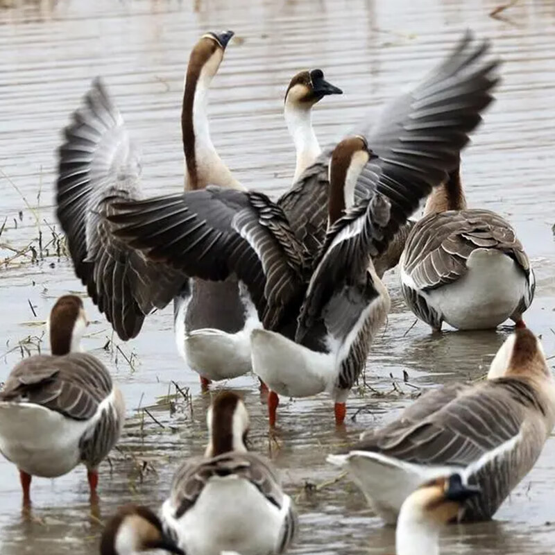 一斤大雁鹅大种灰鹅苗活体双黄蛋特纯种大狮头鹅三花