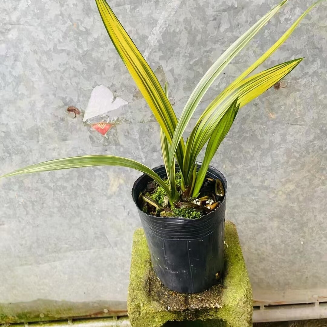 兰花 墨兰 黄金石门 绿植花卉盆栽 叶艺漂亮 墨兰 黄金石门 2壮苗连体