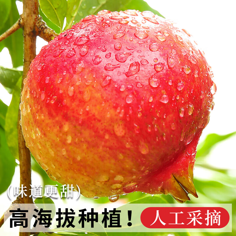 骑猴赶马四川软籽甜石榴当季新鲜水果突尼斯软籽石榴整箱送礼红皮石榴 5斤精选装丨净重4.5斤【颗颗饱满】 【单果约175-250g】