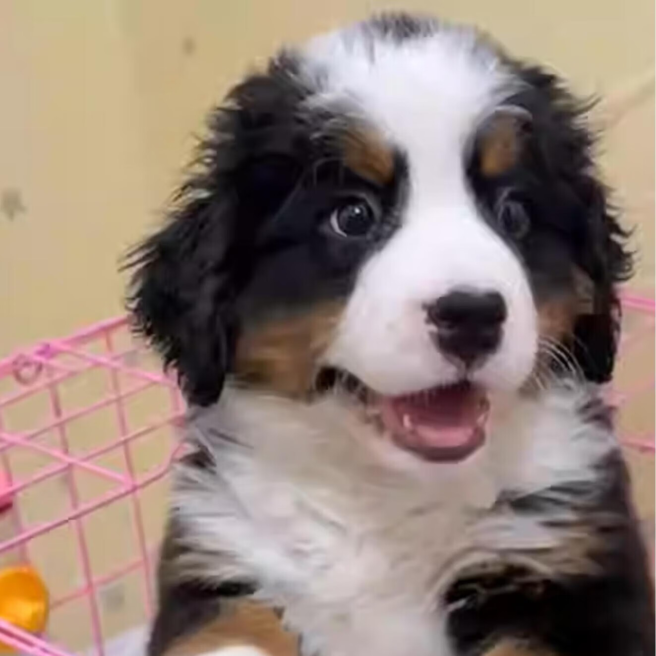 ųɲɽȮȮﹷ岮ɽ̴Ȯ Ｖ  800Ԫ