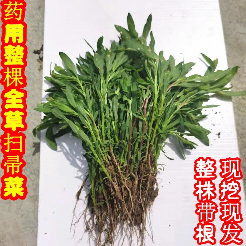 北京同仁堂扫帚苗全草 药用带根全草扫帚苗新鲜野菜扫把菜扫帚菜地肤草 药用带根全草净重3.01斤【不可做菜和栽种】