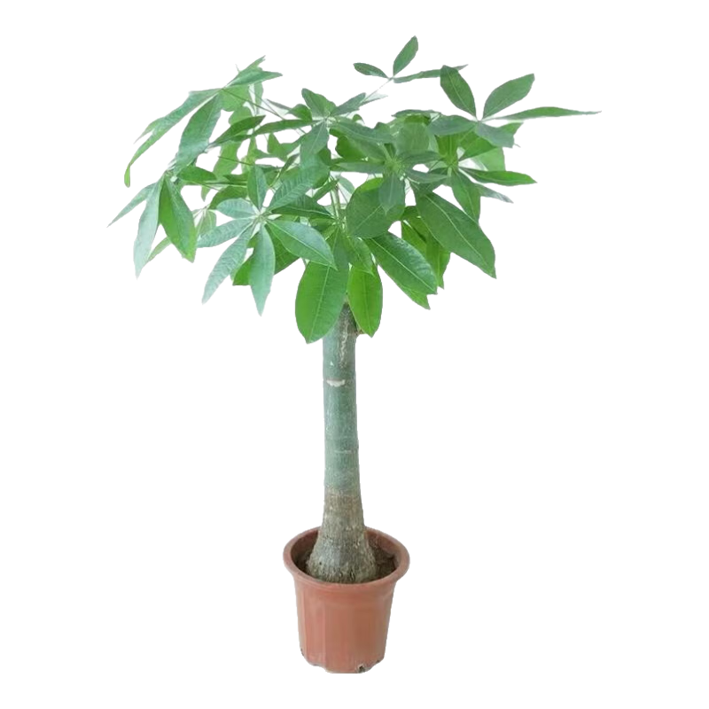 花友大型植物发财树各种大颗盆栽开业乔迁客厅办公室内好养大型花卉 独杆发财树40-50厘米黑福盆 不含盆 25元