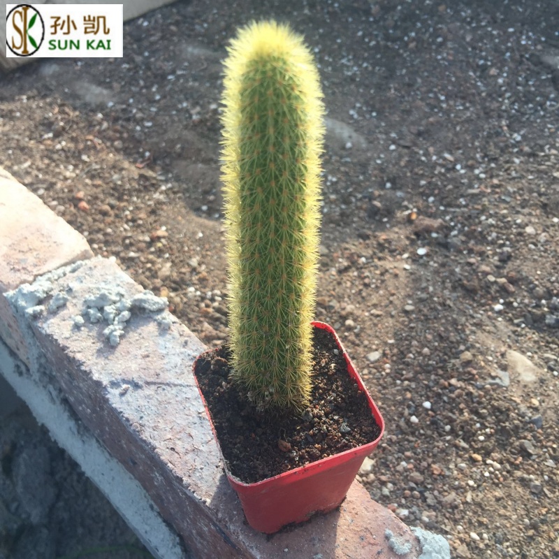 黄金柱仙人掌仙人柱盆栽植物大客厅绿植仙人掌类植物仙人球猴尾柱
