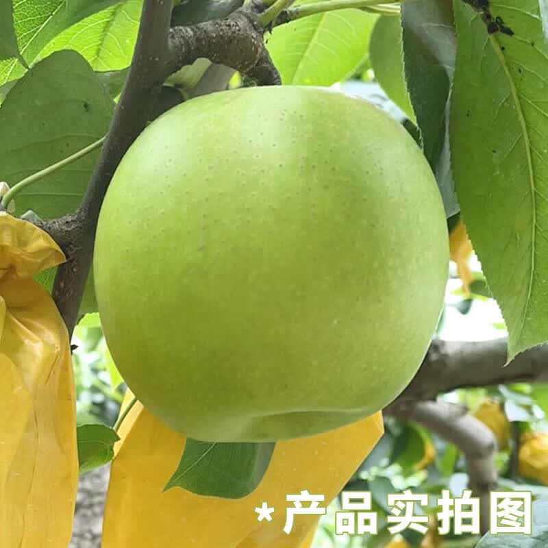 鲜其正宗砀山梨青梨翠冠梨10斤水果整箱批发青皮梨应季新鲜酥脆多汁 3.5斤【首次尝鲜-少量装】 【首推规格】精品果I单果250g+
