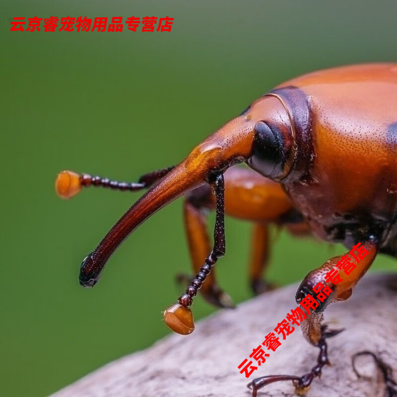 竹象甲竹象虫竹虫子宠物幼虫宠物送饲养套餐 成虫2只公母1对
