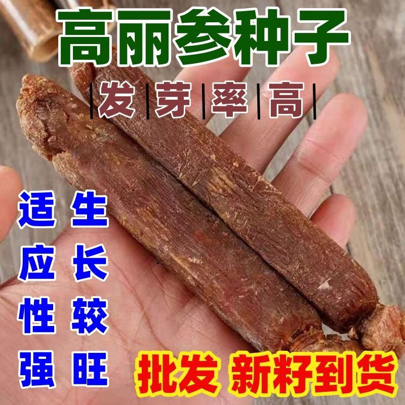 高丽参种子简单易种家庭种植人参种子新鲜新籽干净按斤售卖卖 高丽参种子【50克】