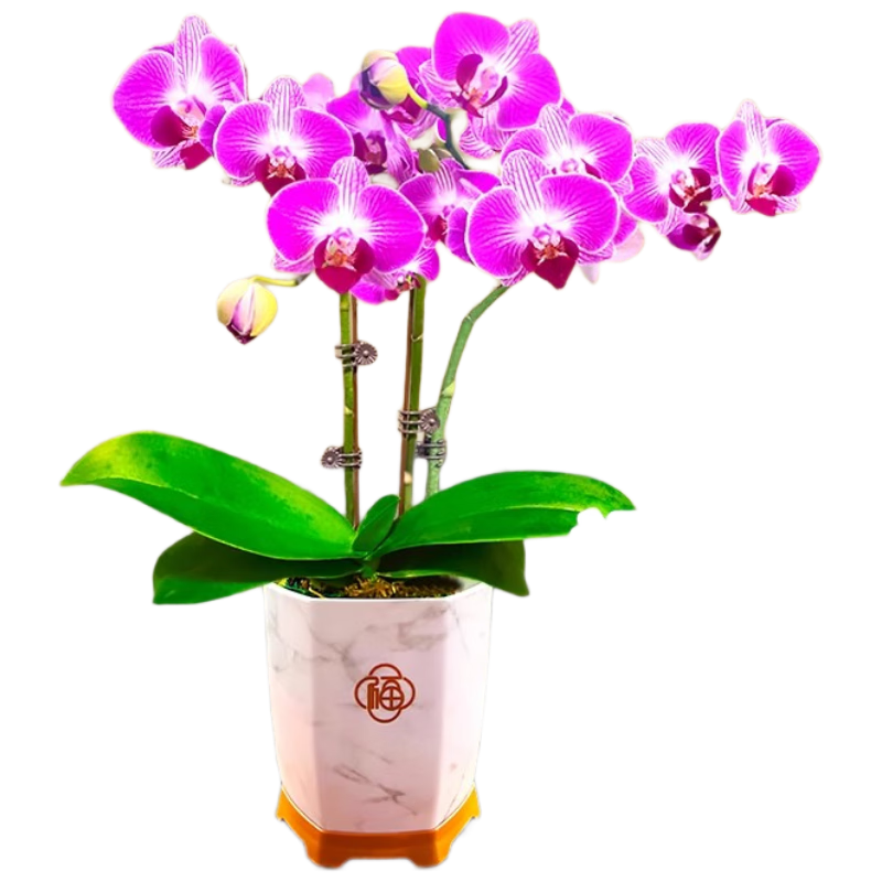 劉閣蘭花蘭花盆栽辦公室花卉蝴蝶蘭 福星公主帶1支花劍配瓷白盆源頭直發(fā)