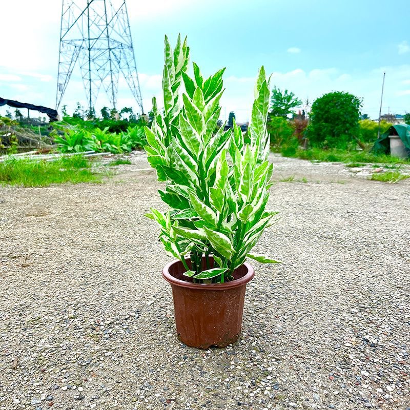 绿丝绦红雀珊瑚盆栽四季常青阳台庭院办公室观叶植物好养扭曲草 红雀