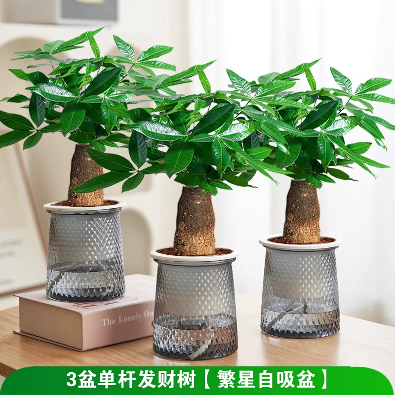 ��ֲԵ �����������񡢰��� ���˷�����+�����ܽ���ˮ��