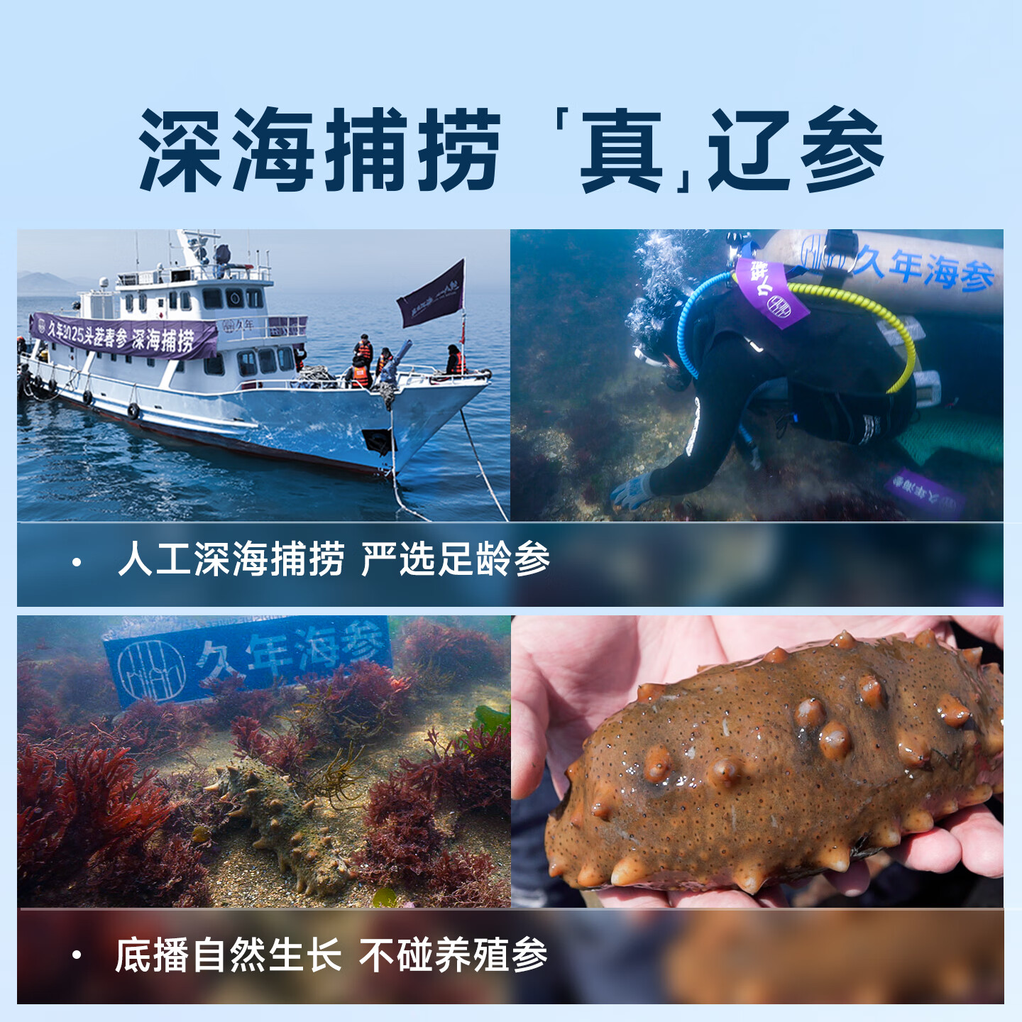 久年 4星级大连即食海参官方旗舰店 冷冻辽刺参开袋即食 海鲜水产礼盒 1500g 30-36头 礼盒