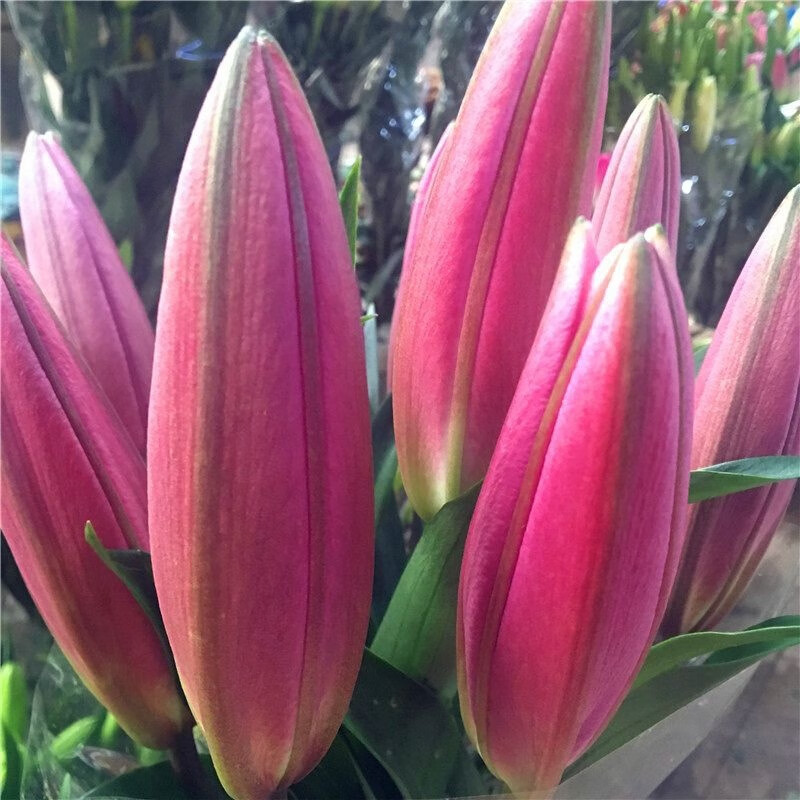 禾之润香水百合花鲜花云南昆明基地直发批鲜切家用水养插花 红美人香水百合10朵 关注店铺送进口营养液