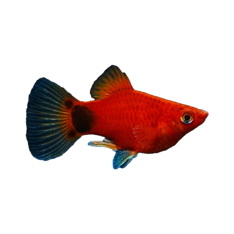 ���ڲ���������ľǧ����������� ̥���� �����Ƽ� ������ С����  ���������� ������5����3cm���ң���ĸ��� 28.2Ԫ��4��(��7.05Ԫ/��)