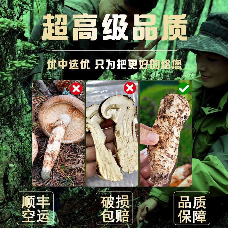 新鲜野生松茸2025云南香格里拉云南特产菌菇送礼250g现货野生鲜货 出口级松茸 10-14cm【超高回购】 野生新鲜松茸菌【1000克】超高回购