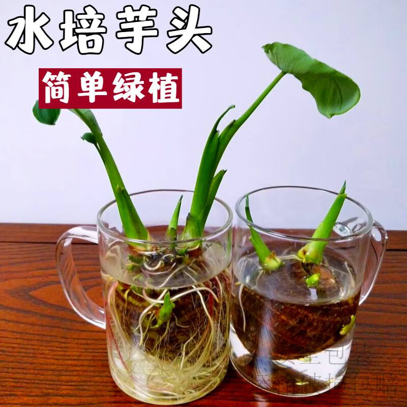 水培芋头懒人盆栽户外绿植鱼池水净化四季常青植物沼泽养龟青芋苗 六种沼泽植物组合