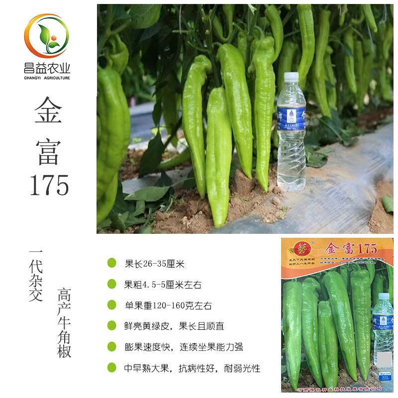 豫艺 金富175黄绿皮大果尖椒种子 中早熟高产顺直牛角椒种子 辣椒种子 金富175辣椒种子1000粒