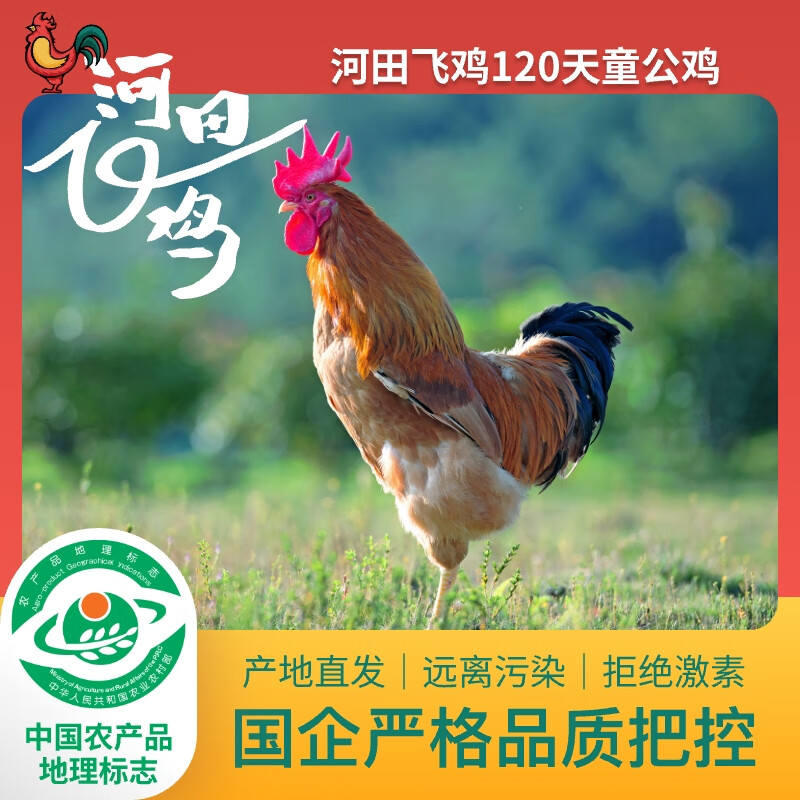 河田飞鸡 福建长汀河田散养120天公鸡 土鸡走地鸡 整鸡净重1.2kg 源头直发