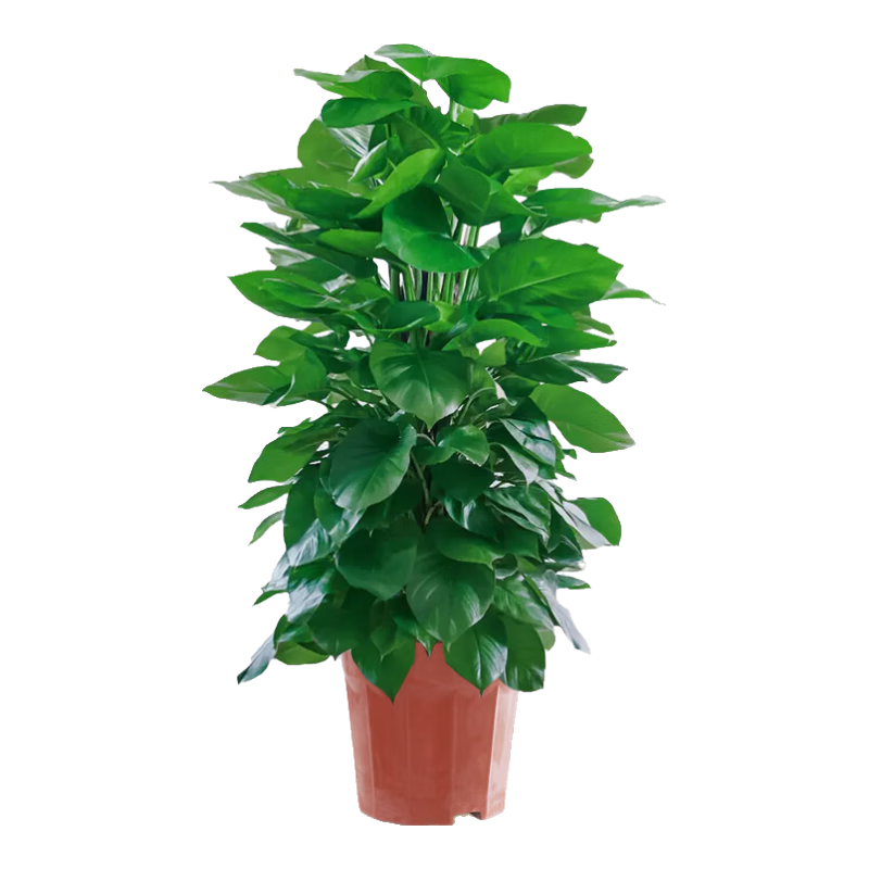 �����д�Ҷ���������Կ���������ֲ�칫���ڳ���ȩ������������Դͷֱ��