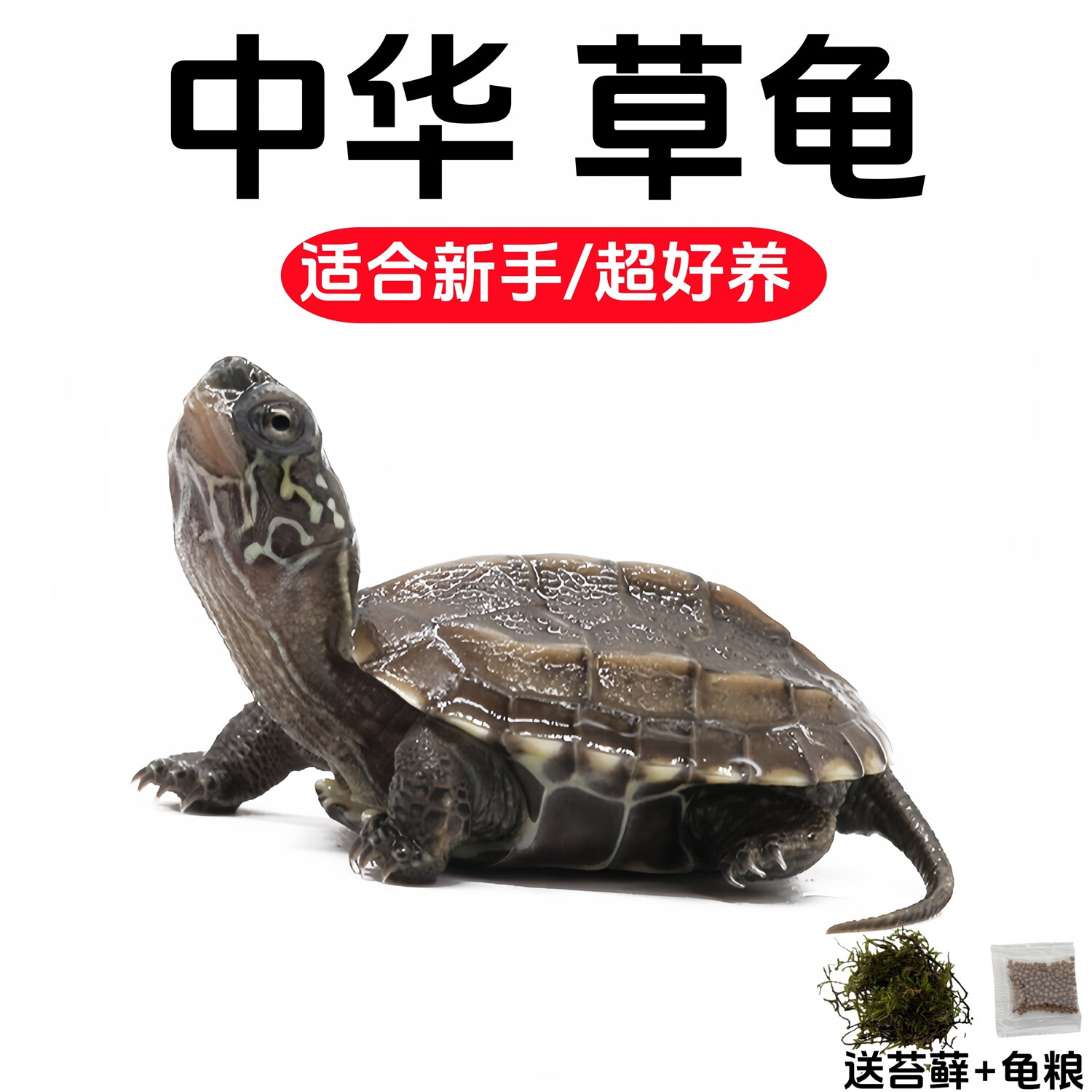 龟龟爬天下活体小乌龟宠物巴西龟草龟珍珠龟花龟中华草龟活物家养观赏水龟 中华草龟【2-4厘米】 2只【有趣】