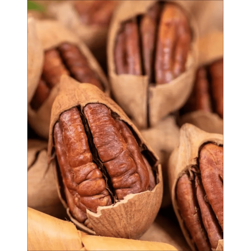 憨豆熊碧根果新货长寿果坚果零食干果炒货休闲食品 【大罐装】奶油味碧根果502g*1罐