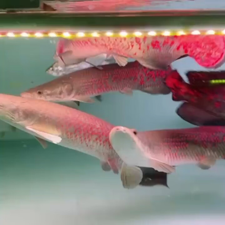 巨骨舌鱼海象爆花活鱼海象舌鱼爆花红尾巨骨舌鱼大型热带观赏鱼 巨骨