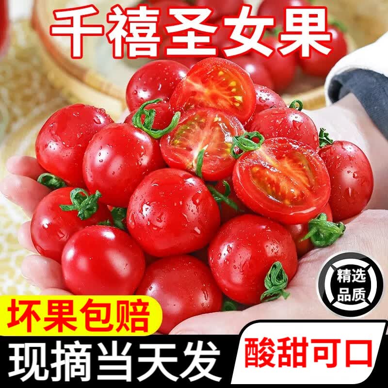 秋颖新鲜圣女果小番茄5斤自然熟水果柿子千禧西红柿生鲜生吃蔬菜包邮 圣女果 3斤精选装