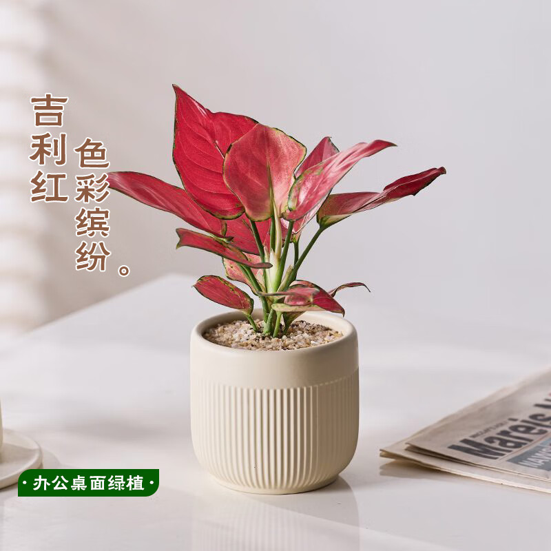 ��ʱ�� ���������� ����ֲ�����ڿ���������ֲ����ʺ������ļ������׻� �������մ���+����+�ƽ�ɳ