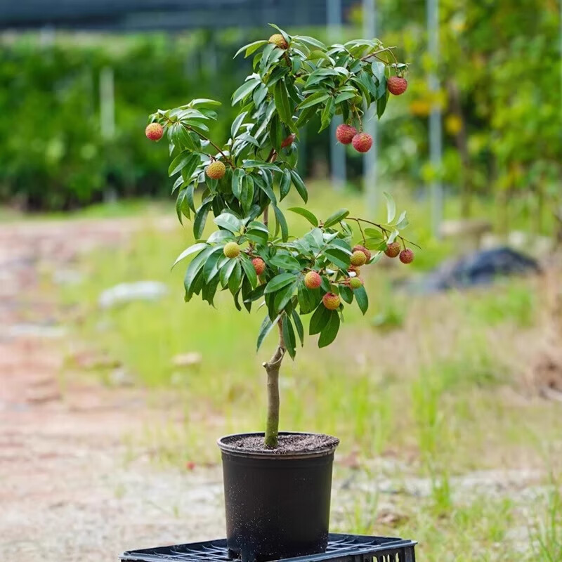 ��֦�����޺�����Ц��֦����޽ӹ�������̹�ζ�ļ���ֲͥԺֲ�� ����Ц��֦ 2����