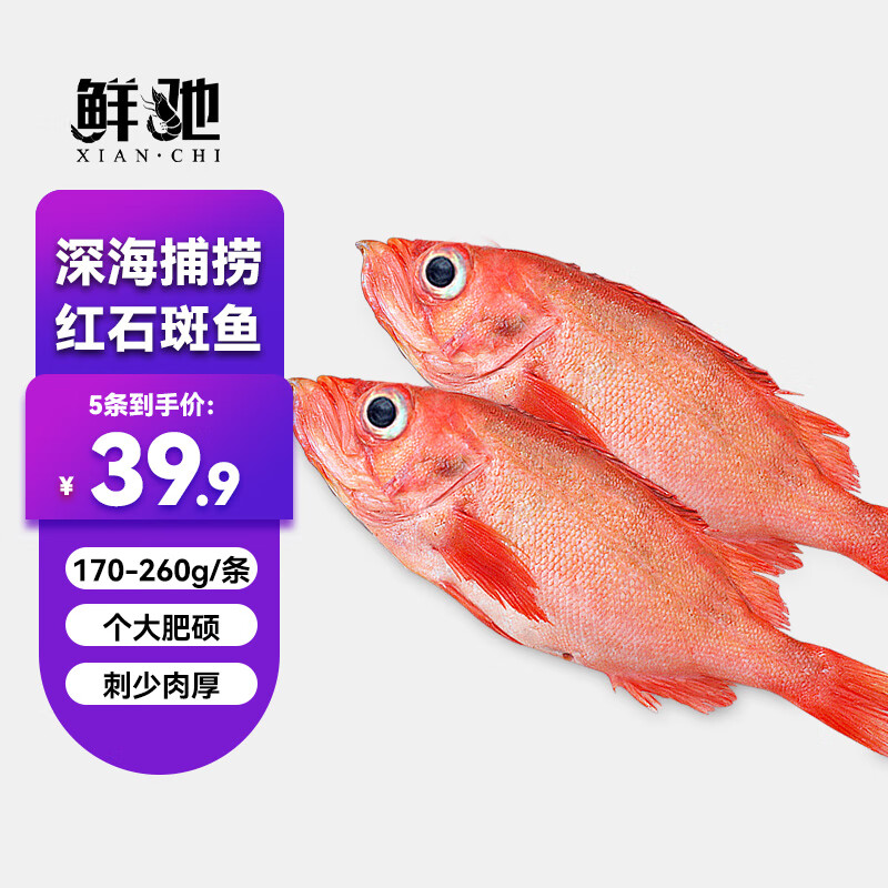 鲜驰 红石斑鱼鲜活冷冻大 红鱼大眼鱼 深海鱼类速冻海鲜水产 鲜鱼类