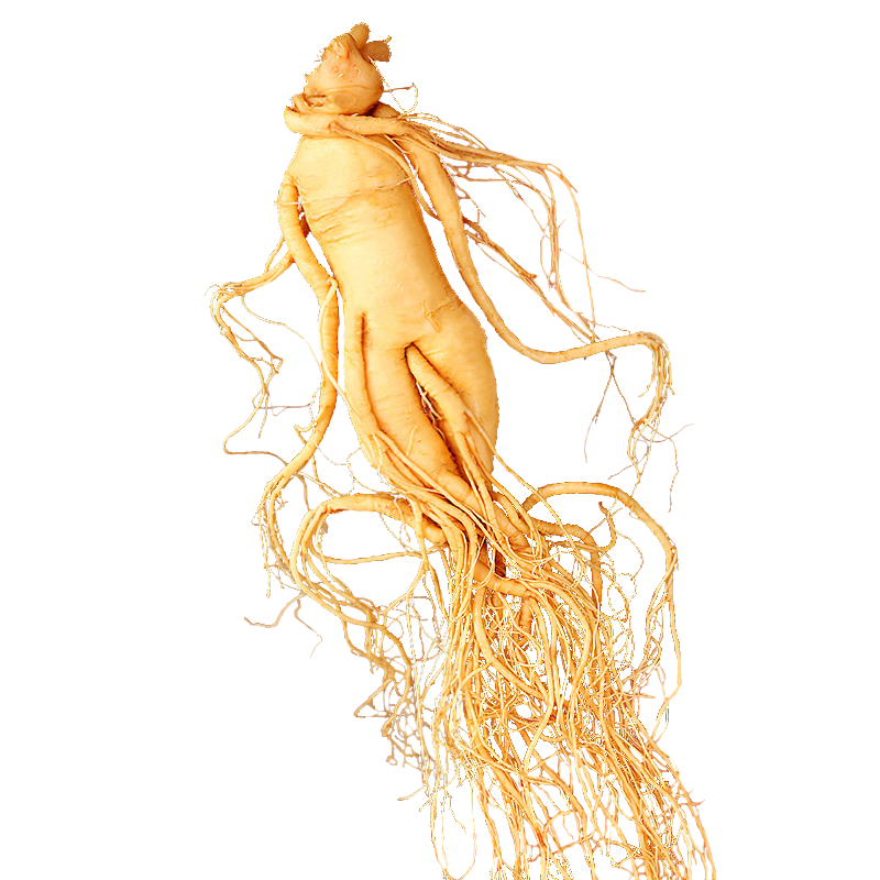 ����ɽ�˲����˲��ݾ�ҩ��5������ʳ���ܷⱣ�ʲ��ݾ������ͳ����̲�1֧װ 3.99Ԫ