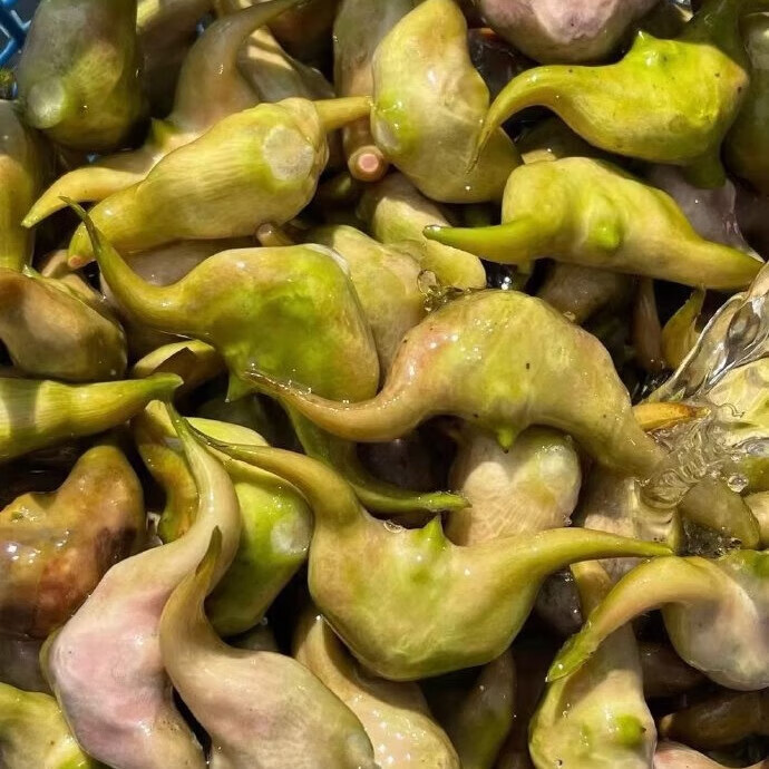 洪湖新鲜菱角清香入味欧泽老菱角煲汤老菱角黑菱角现摘湖北特产 洪湖老菱角 软糯香甜 3斤 菱角皮脆肉美,蒸煮后剥壳食用,亦可熬粥食菱角