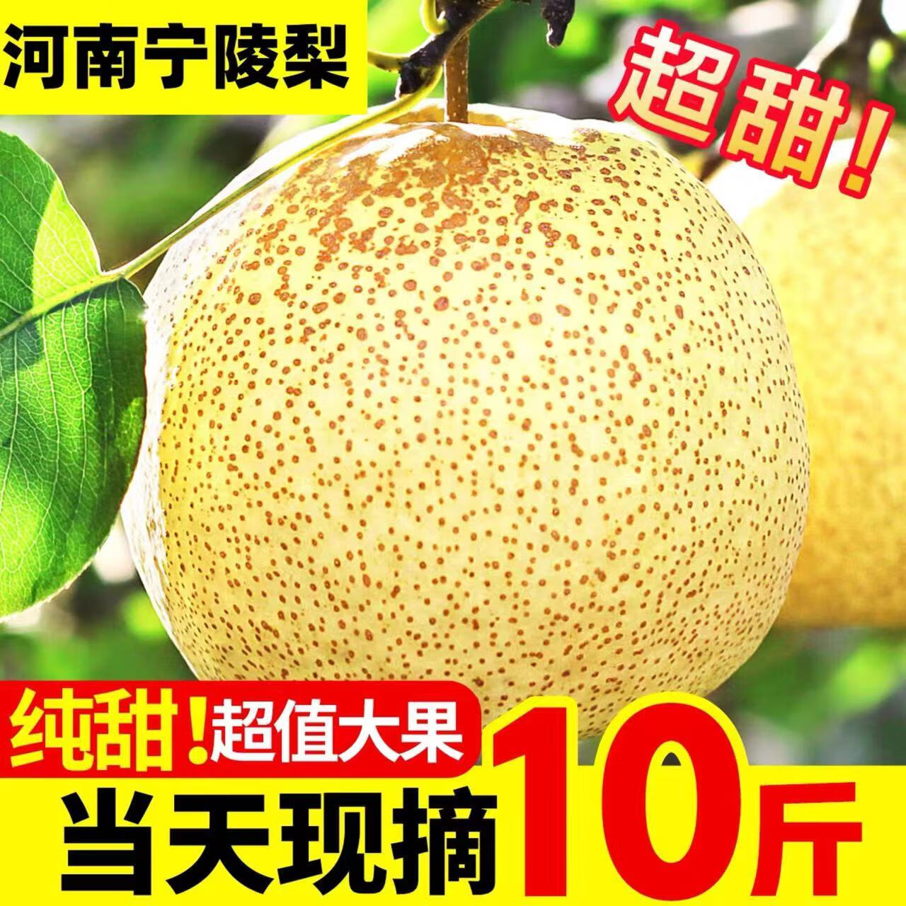 河南商丘特产谢花酥梨贡梨石桥金顶老树秋梨子新鲜水果 精品十斤中果
