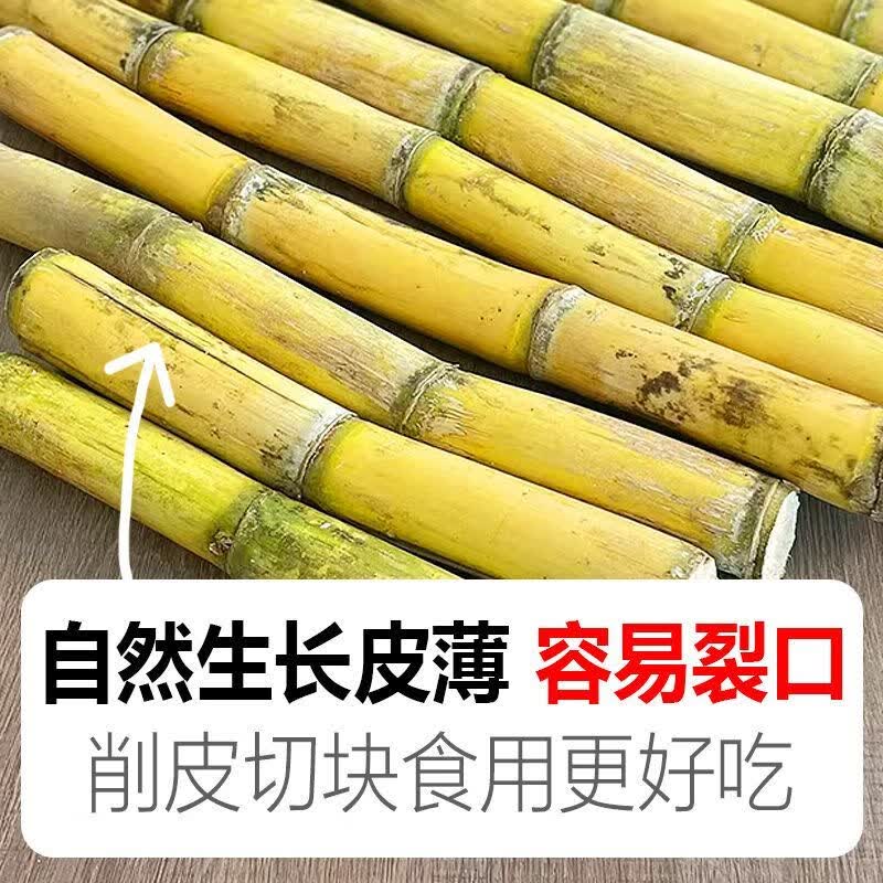 云南手撕黄金甘蔗中段正宗当季新鲜水果黄皮甘蔗整箱脆甜农家自种 新鲜当季【云南黄金甘蔗】松软泡甜-切块吃更爽 进店抢：净重9斤精选中段【泡甜多汁】