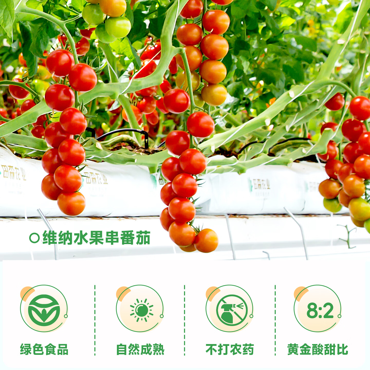 DU'S杜氏NFC番茄汁100%果蔬汁纯果汁饮料整箱 208ml*12盒/箱 单箱-12盒