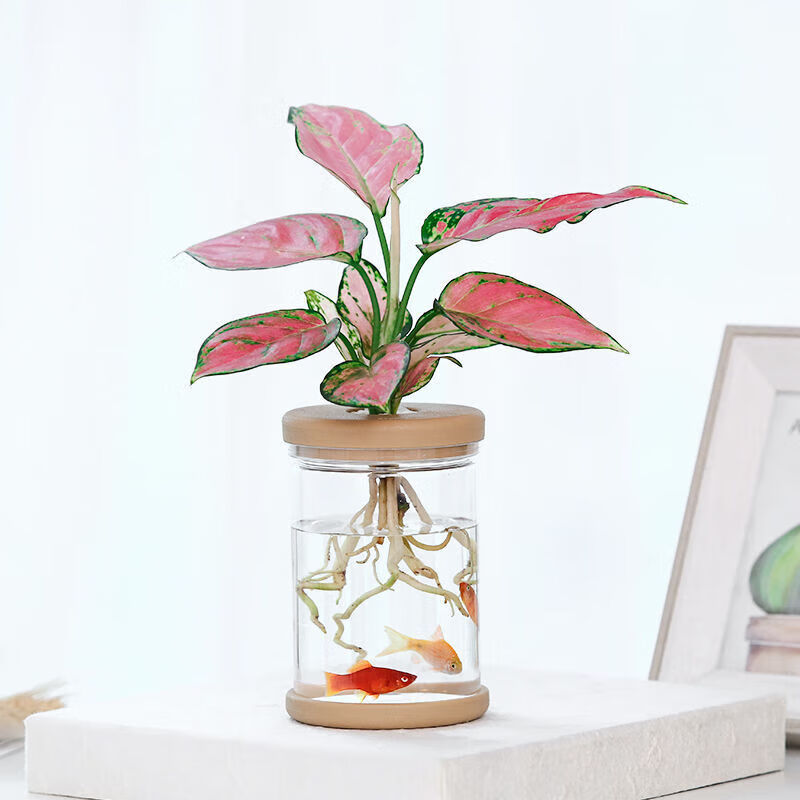水培容器植物花盆塑料瓶办公桌面北欧风绿植水养透明绿萝花瓶 水培瓶1