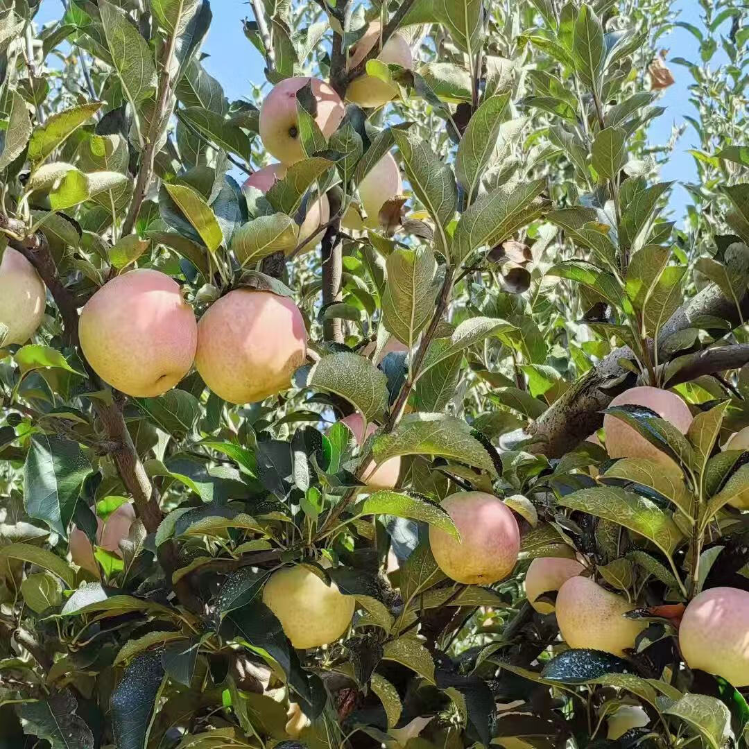 鲜姿 正宗大连王林苹果青森麻脸美人贵妃礼盒黄苹果生鲜孕妇新鲜水果 净重4.5斤小果70mm-74mm