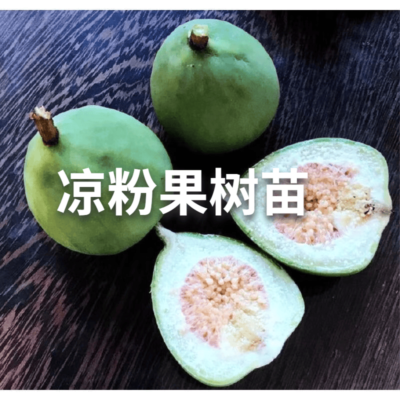 凉粉果树苗爱玉果冻树苗木莲薜荔果苗藤苗薜荔树苗盆栽庭院墙 1年小苗