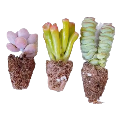 �вƽ�������Ǯ���������ҵ���ѩ֮�ɽ���ѡϵ�к�������ֱ�� �ҵ� ������ Ǯ�� 2Ԫ